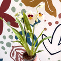 Miltonia - White Pansy Orchid - Sprouts of Bristol