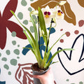 Miltonia - White Pansy Orchid - Sprouts of Bristol