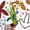 Miltonia - White Pansy Orchid - Sprouts of Bristol