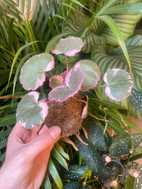 Mixed Hanging Kokodama - Sprouts of Bristol