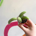 Monkey Tail Cactus - Cleistocactus colademononis - Sprouts of Bristol