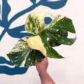 Monstera deliciosa 'Thai Constellation' - Sprouts of Bristol