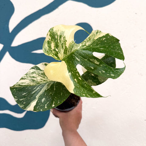 Monstera deliciosa 'Thai Constellation' - Sprouts of Bristol