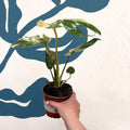 Monstera deliciosa 'Thai Constellation' - Sprouts of Bristol