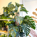 Monstera dubia – Shingle Plant - Sprouts of Bristol