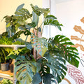 Monstera dubia – Shingle Plant - Sprouts of Bristol
