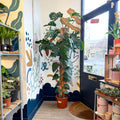 Monstera dubia – Shingle Plant - Sprouts of Bristol