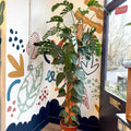 Monstera dubia – Shingle Plant - Sprouts of Bristol