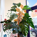 Monstera dubia – Shingle Plant - Sprouts of Bristol