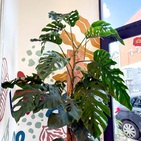Monstera dubia – Shingle Plant - Sprouts of Bristol