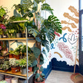 Monstera dubia – Shingle Plant - Sprouts of Bristol