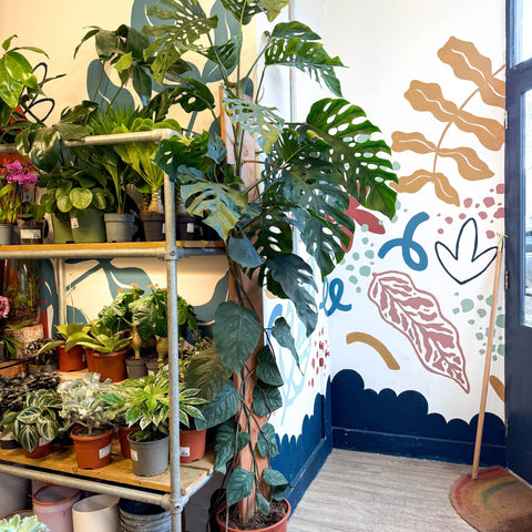 Monstera dubia – Shingle Plant - Sprouts of Bristol