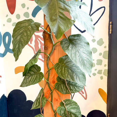 Monstera dubia – Shingle Plant - Sprouts of Bristol