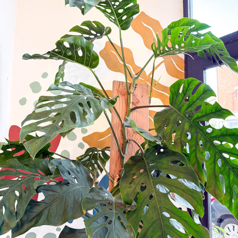 Monstera dubia – Shingle Plant - Sprouts of Bristol