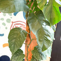 Monstera dubia – Shingle Plant - Sprouts of Bristol