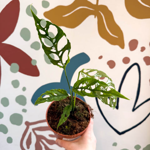 Monstera obliqua 'Peru' - Sprouts of Bristol