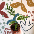 Monstera obliqua 'Peru' - Sprouts of Bristol