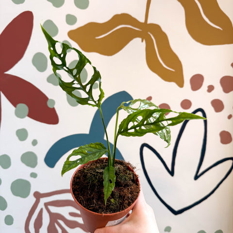 Monstera obliqua 'Peru' - Sprouts of Bristol