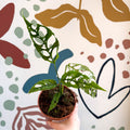 Monstera obliqua 'Peru' - Sprouts of Bristol