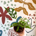 Monstera obliqua 'Peru' - Sprouts of Bristol
