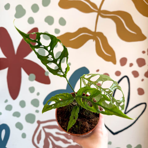 Monstera obliqua 'Peru' - Sprouts of Bristol
