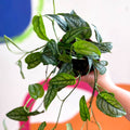 Monstera siltepecana - Sprouts of Bristol