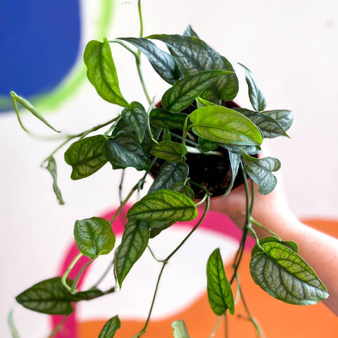 Monstera siltepecana - Sprouts of Bristol