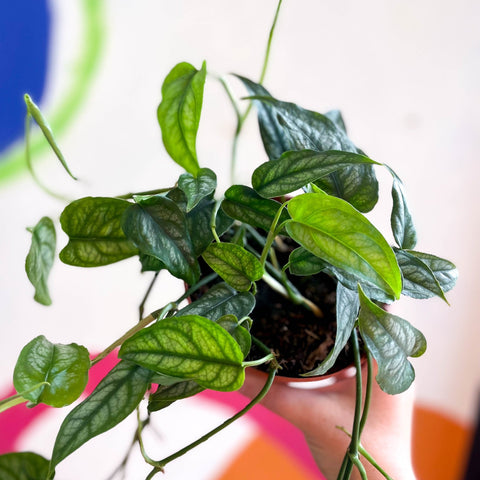 Monstera siltepecana - Sprouts of Bristol