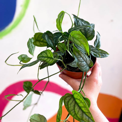 Monstera siltepecana - Sprouts of Bristol