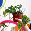 Monstera siltepecana - Sprouts of Bristol