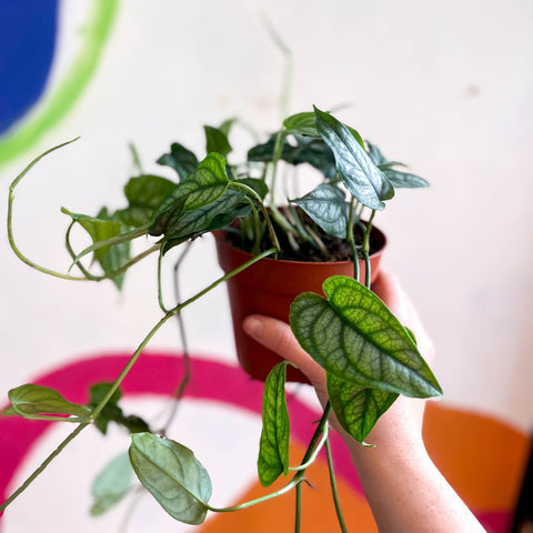 Monstera siltepecana - Sprouts of Bristol