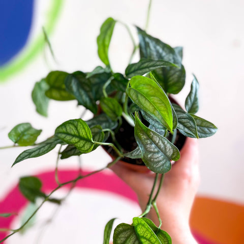 Monstera siltepecana - Sprouts of Bristol