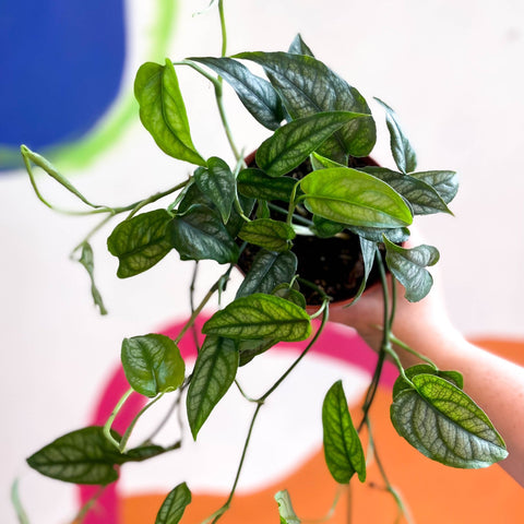 Monstera siltepecana - Sprouts of Bristol