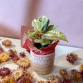 Moonshine Ficus + Morganite Pot - Valentines Bundle - Sprouts of Bristol