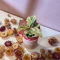 Moonshine Ficus + Morganite Pot - Valentines Bundle - Sprouts of Bristol