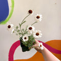 Moroccan Daisy - Rhodanthemum 'Casablanca' - Cotswold Grown Herbaceous Perennial - Sprouts of Bristol