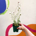 Moroccan Daisy - Rhodanthemum 'Casablanca' - Cotswold Grown Herbaceous Perennial - Sprouts of Bristol