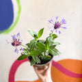 Mountain Bluet / Perennial Coneflower - Centaurea montana - Cotswold Grown Perennial - Sprouts of Bristol