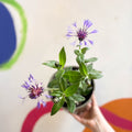 Mountain Bluet / Perennial Coneflower - Centaurea montana - Cotswold Grown Perennial - Sprouts of Bristol