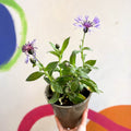 Mountain Bluet / Perennial Coneflower - Centaurea montana - Cotswold Grown Perennial - Sprouts of Bristol