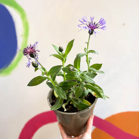 Mountain Bluet / Perennial Coneflower - Centaurea montana - Cotswold Grown Perennial - Sprouts of Bristol