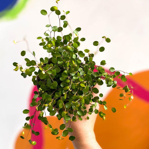 Muehlenbeckia complexa - Maidenhair Vine - Sprouts of Bristol