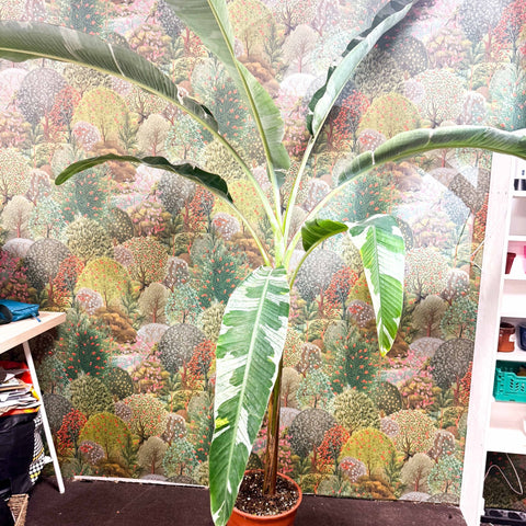 Musa 'Florida Variegata' - Variegated Banana Plant - Sprouts of Bristol