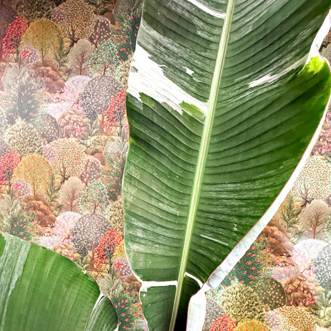 Musa 'Florida Variegata' - Variegated Banana Plant - Sprouts of Bristol