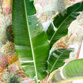 Musa 'Florida Variegata' - Variegated Banana Plant - Sprouts of Bristol