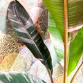Musa 'NoNo' - Pink Variegated Banana Plant - Sprouts of Bristol