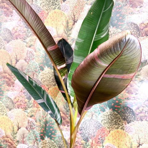 Musa 'NoNo' - Pink Variegated Banana Plant - Sprouts of Bristol
