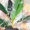 Musa 'NoNo' - Pink Variegated Banana Plant - Sprouts of Bristol