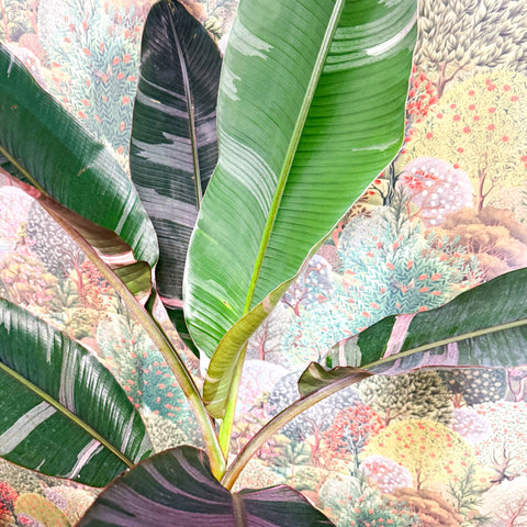 Musa 'NoNo' - Pink Variegated Banana Plant - Sprouts of Bristol