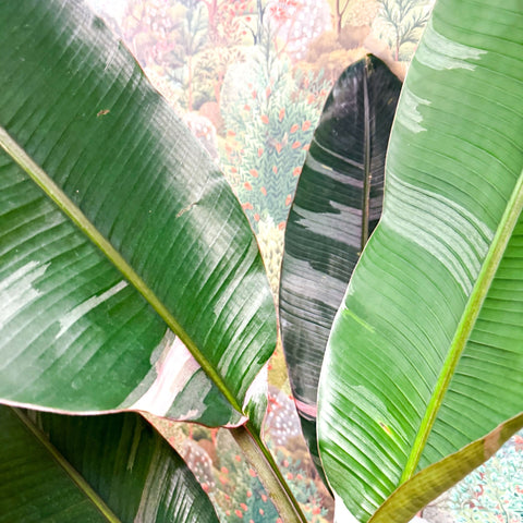 Musa 'NoNo' - Pink Variegated Banana Plant - Sprouts of Bristol